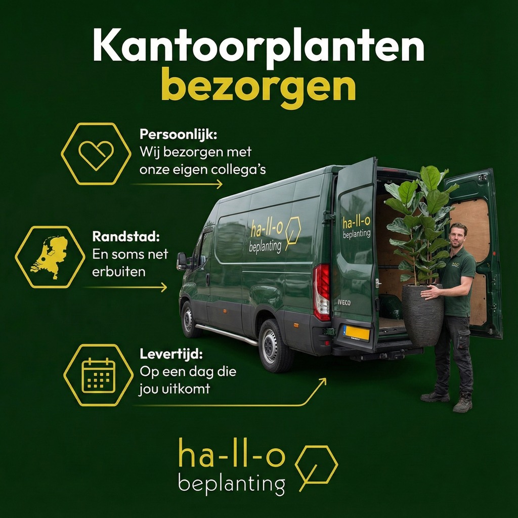 kantoorplanten bezorgen kantoorplanten bezorgen
