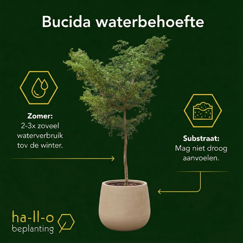 bucida water geven bucida water geven