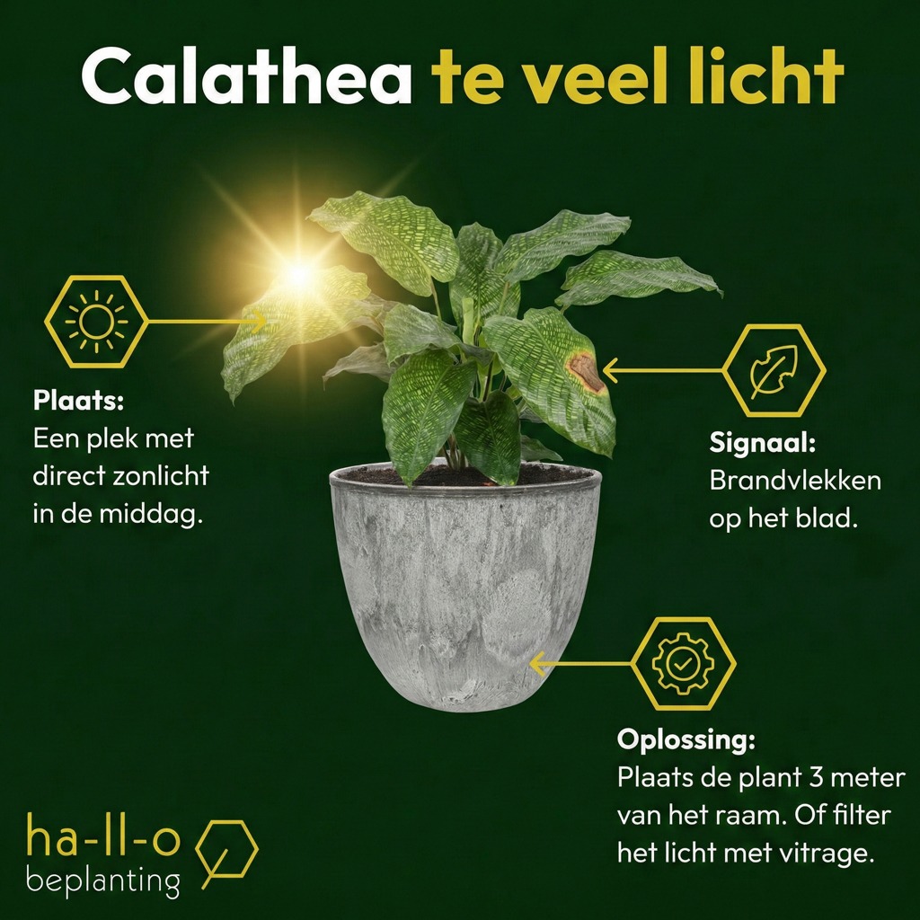 Calathea te veel licht Calathea te veel licht