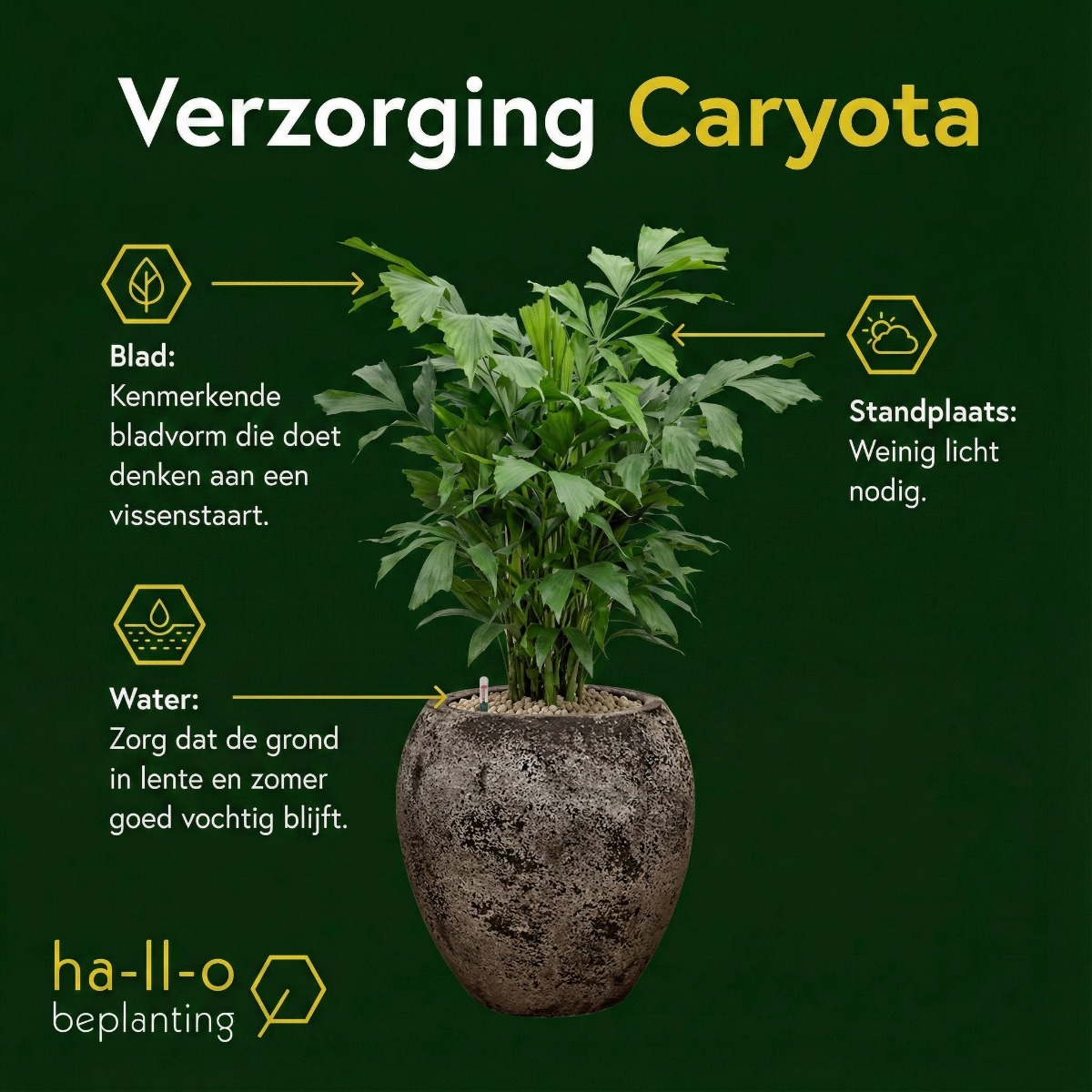 Caryota verzorging Caryota verzorging