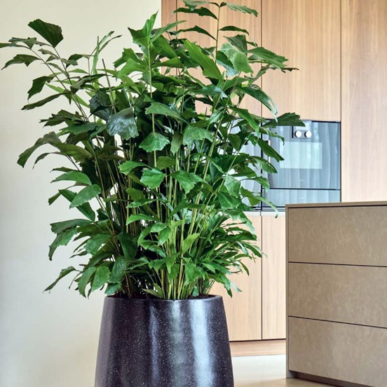Caryota palm in keuken. Caryota palm in keuken.