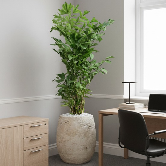 Caryota in de hoek van kantoor Caryota in de hoek van kantoor