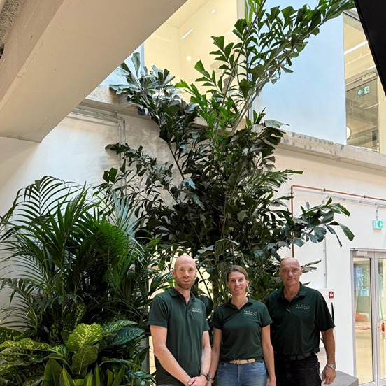 hallo beplanting met Vissenstaartpalm hallo beplanting met Vissenstaartpalm