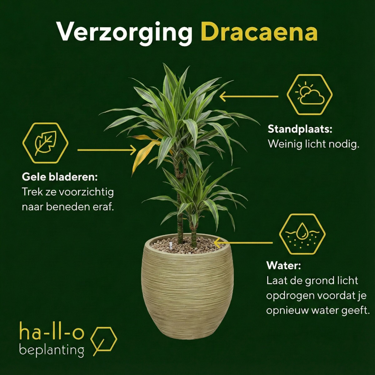 dracaena verzorging