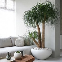 Beaucarnea