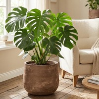 Monstera