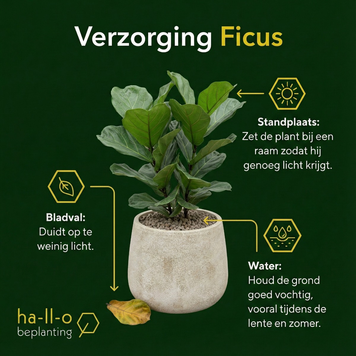 Ficus verzorging