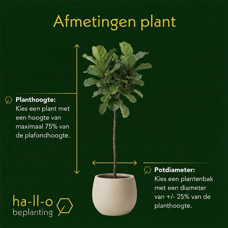afmetingen grote kamerplant afmetingen grote kamerplant