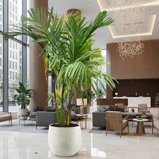 grote kantoorplant palm