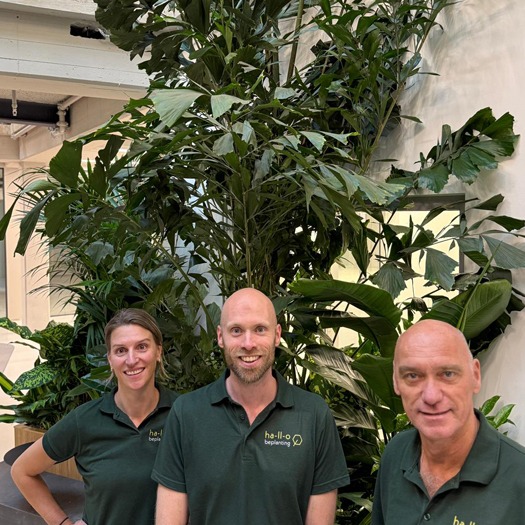 grote kantoorplanten team hallo beplanting