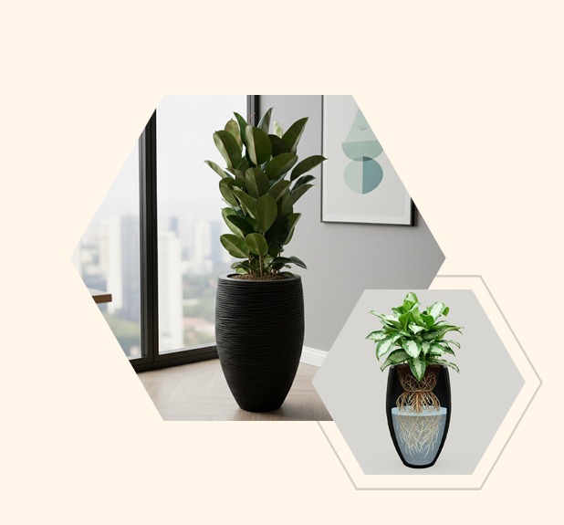 Kantoorplanten online kopen