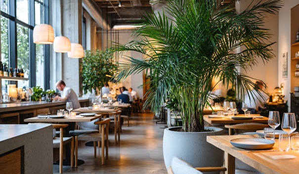 hydrocultuur plant horeca