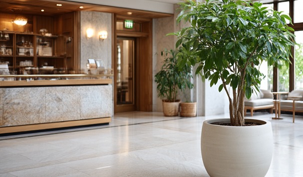 hydrocultuur planten op kantoor