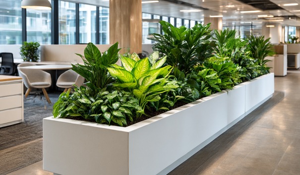 verschillende hydrocultuur planten bij elkaar