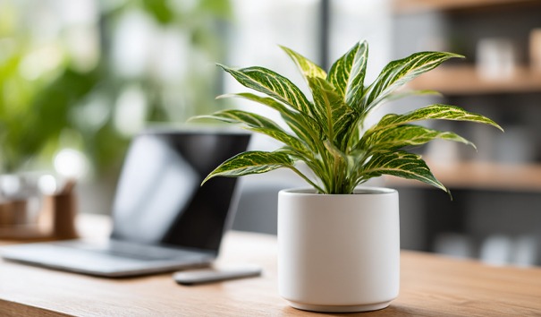 kleine hydrocultuur plantje