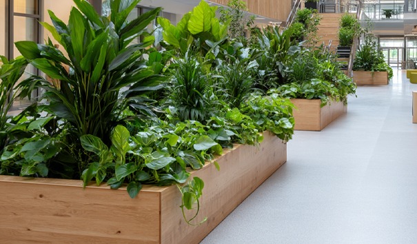 hydrocultuur planten op school