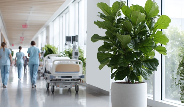 Hydrocultuur plant in het ziekenhuis