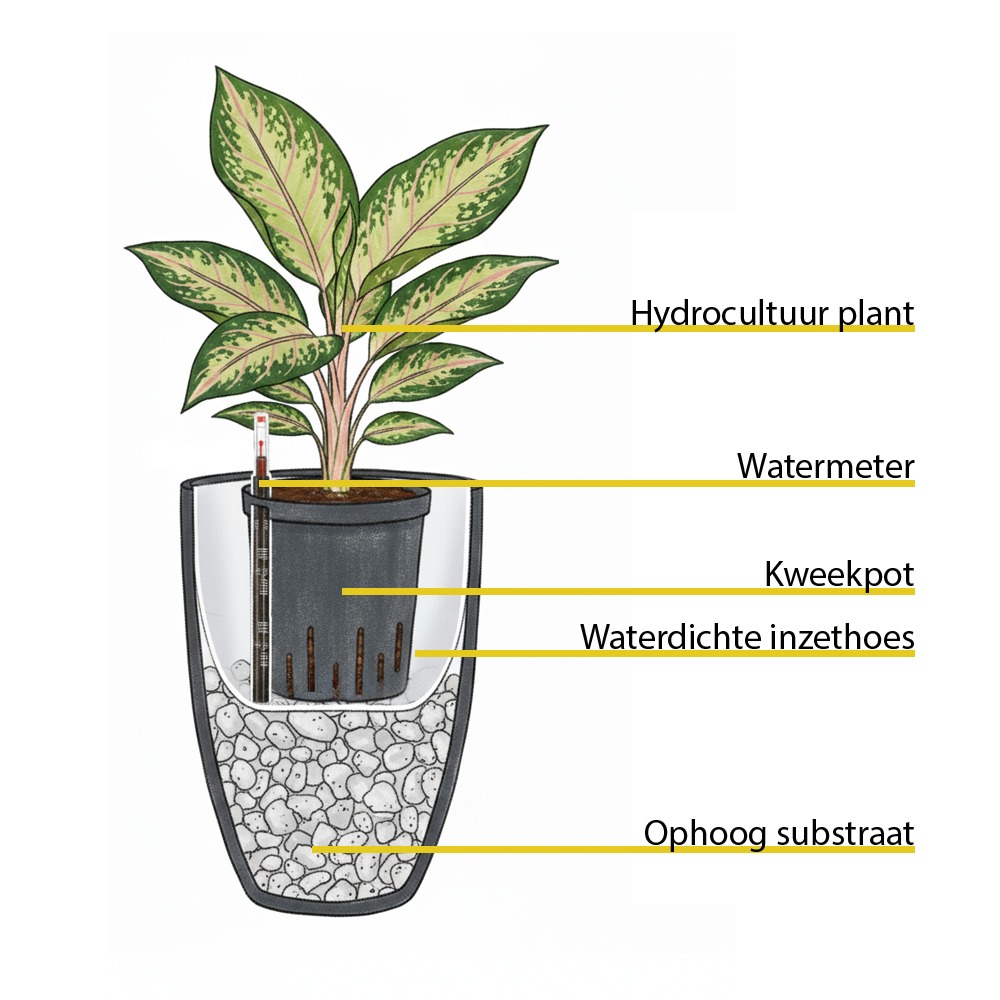 hydrocultuur plant 