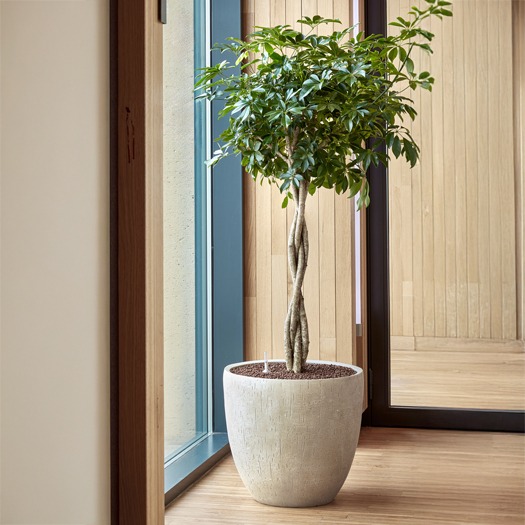 schefflera Hydrocultuurplant schefflera Hydrocultuurplant