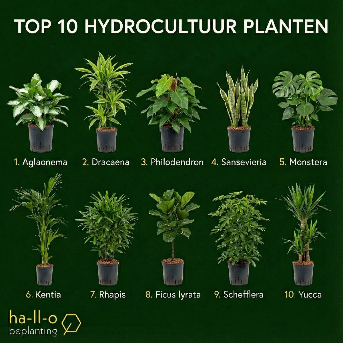 top 10 hydrocultuur planten top 10 hydrocultuur planten
