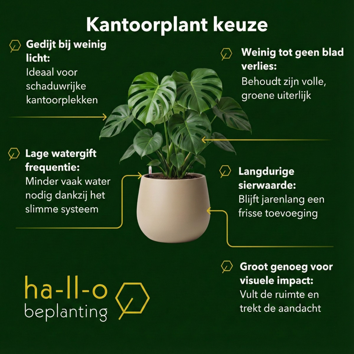 kantoorplanten kiezen kantoorplanten kiezen