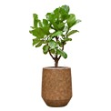 Ficus