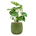 Monstera