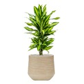 Dracaena
