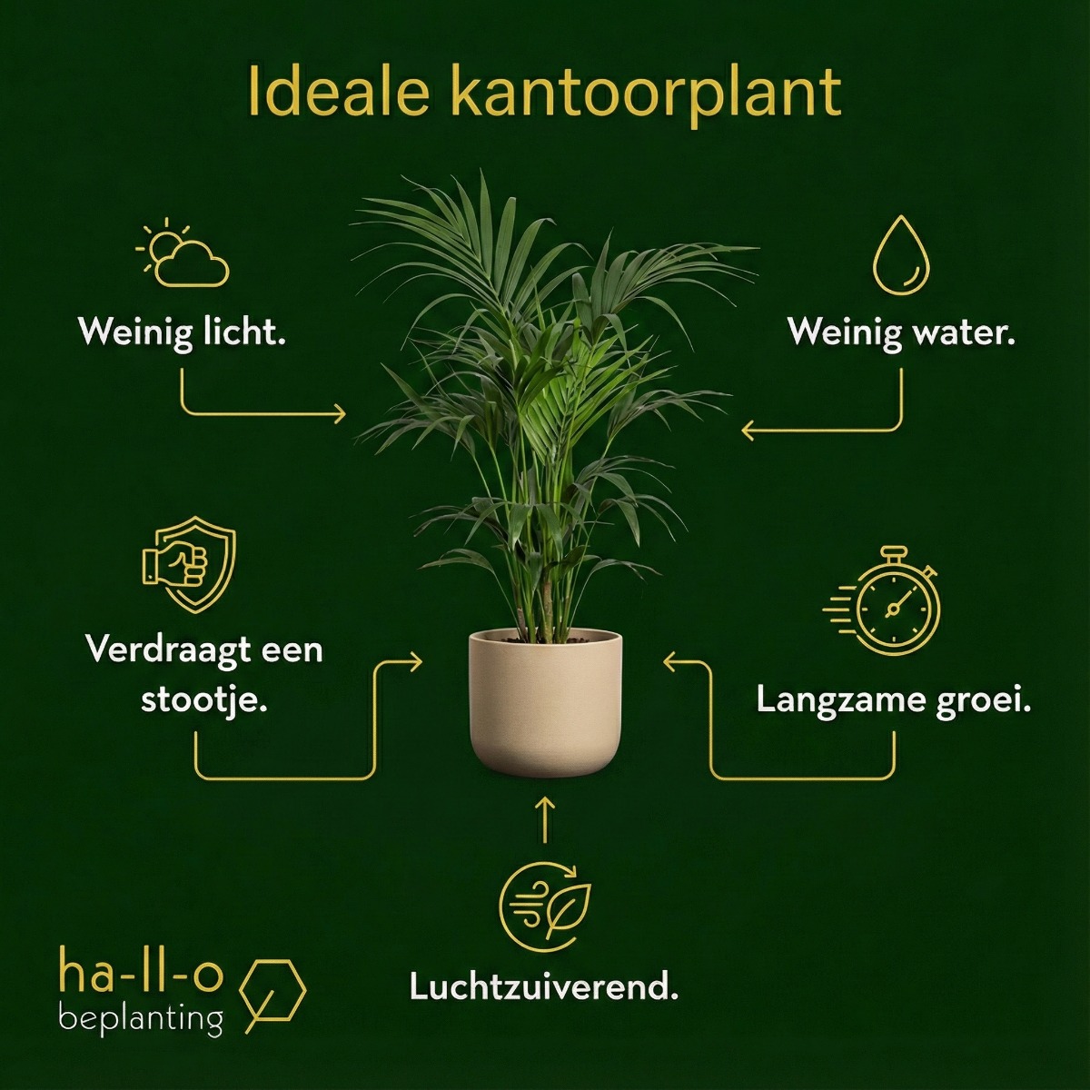 ideale kantoorplant ideale kantoorplant