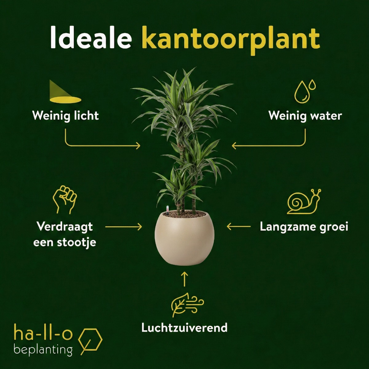 ideale kantoorplant ideale kantoorplant