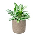 Aglaonema