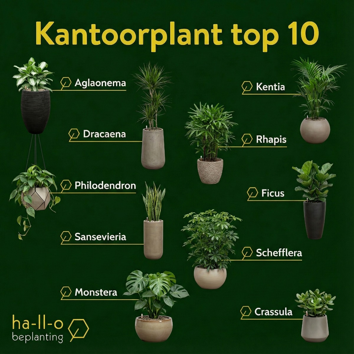 kantoorplantent top 10 kantoorplantent top 10