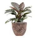 Philodendron