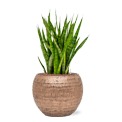 Sansevieria