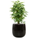 Schefflera