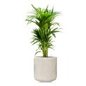Kentia