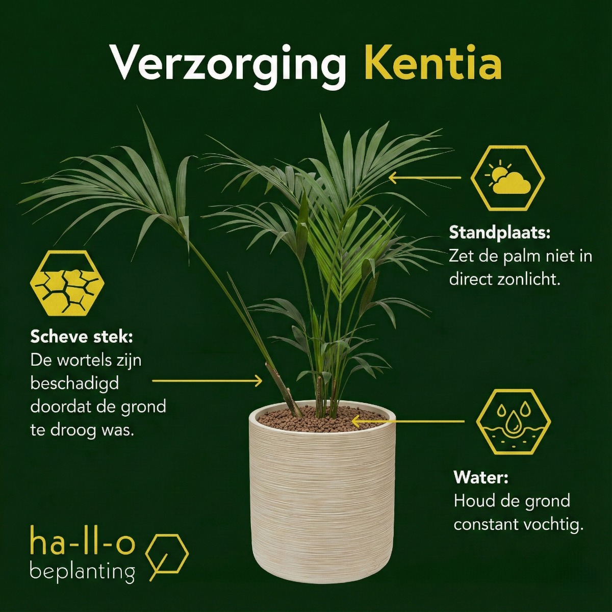 kentia verzorging