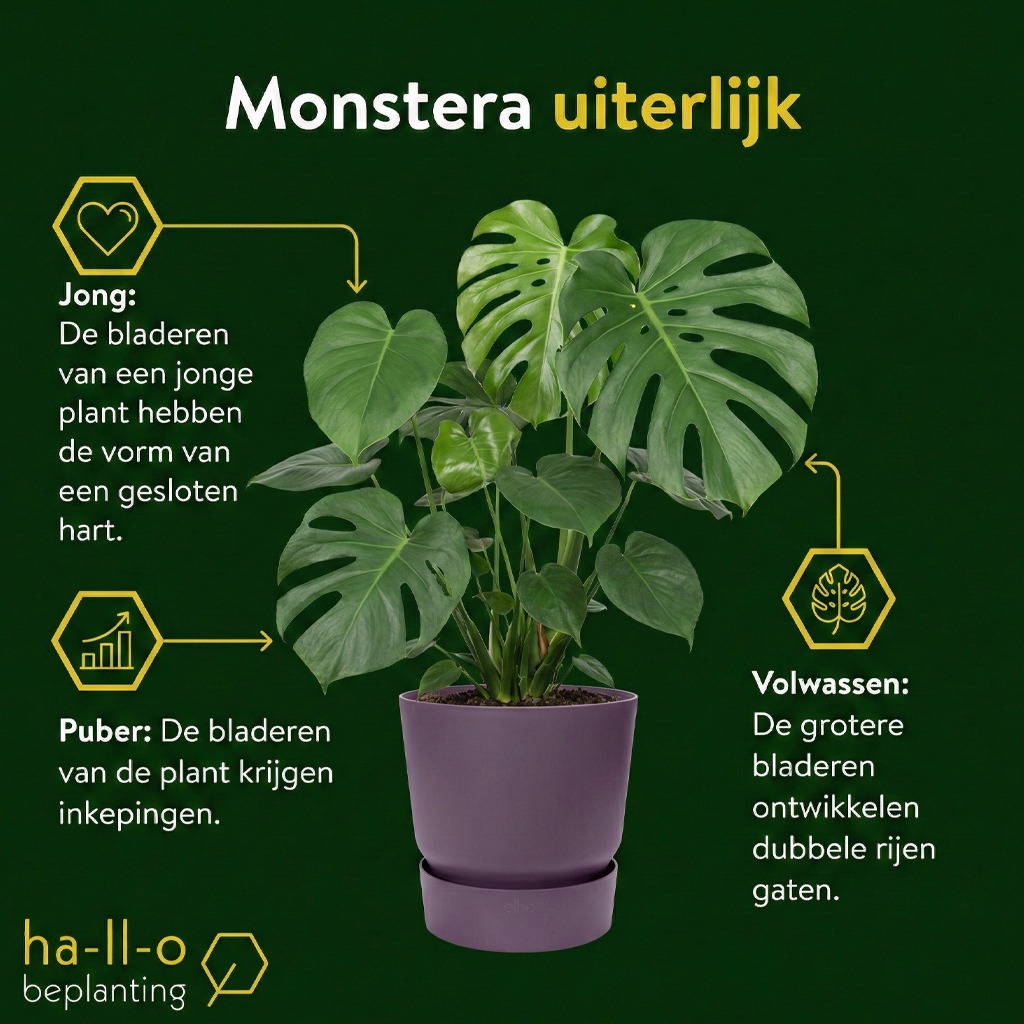 Monstera gaten in blad