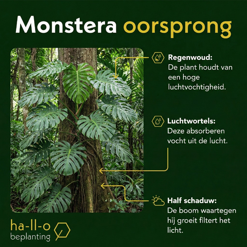 monstera in het wild