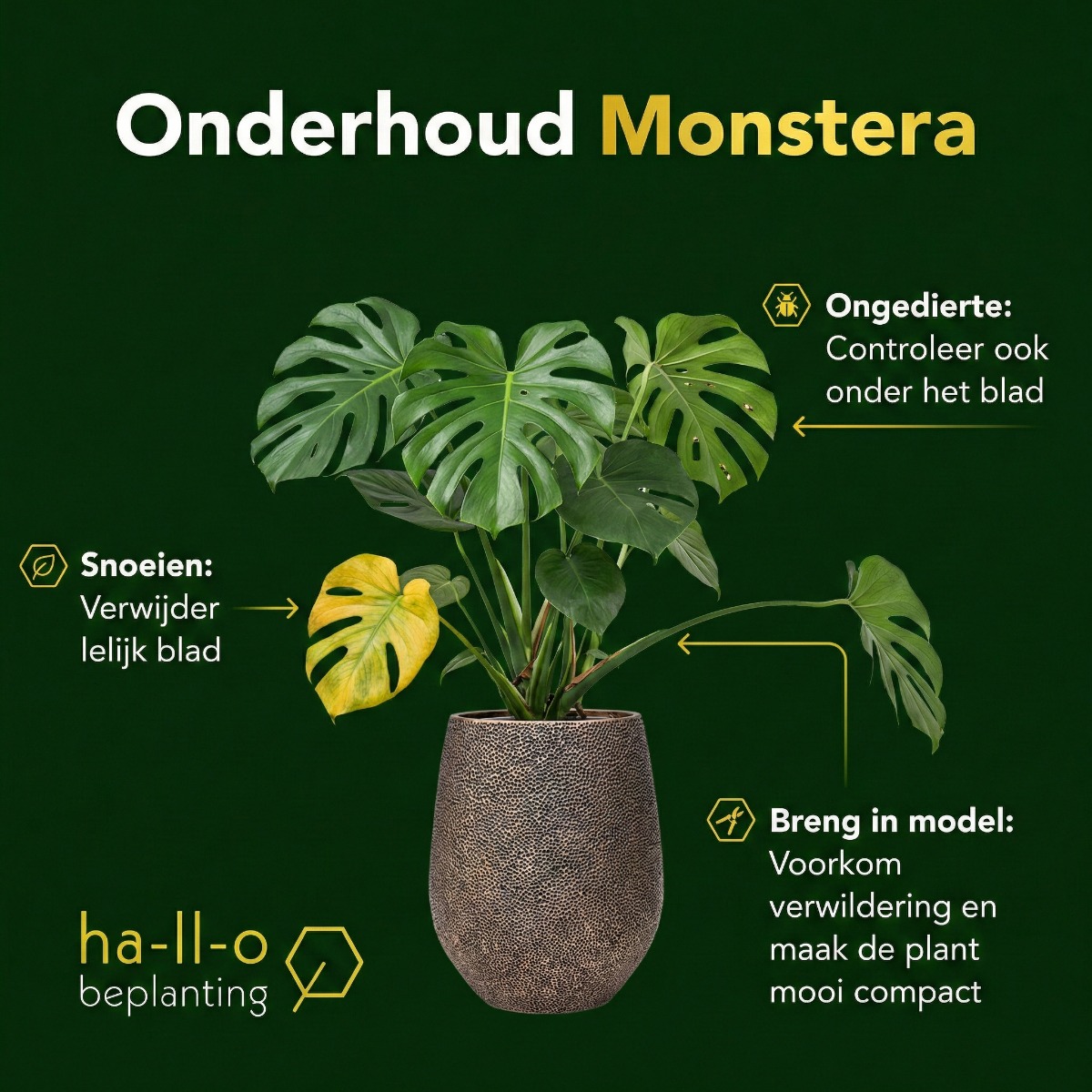 Monstera onderhouden