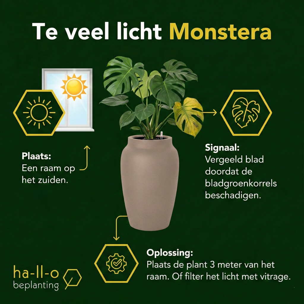Monstera te veel licht