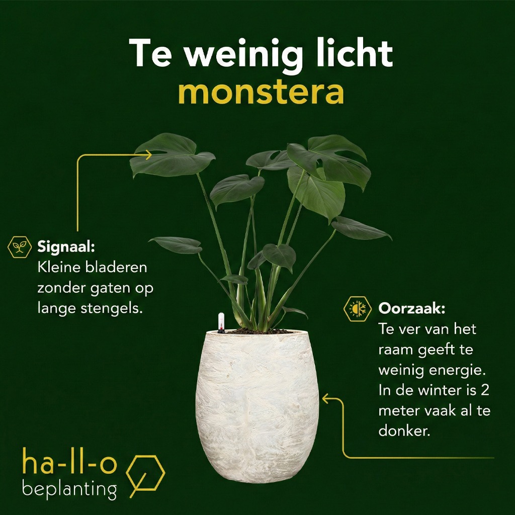 Monstera te weinig licht