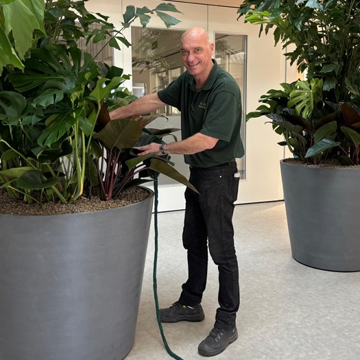 interieurbeplanting maatwerk onderhoud interieurbeplanting maatwerk onderhoud