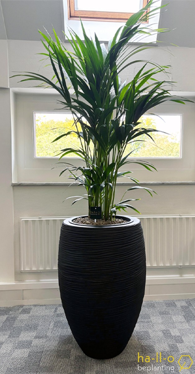 kentia palm project den haag