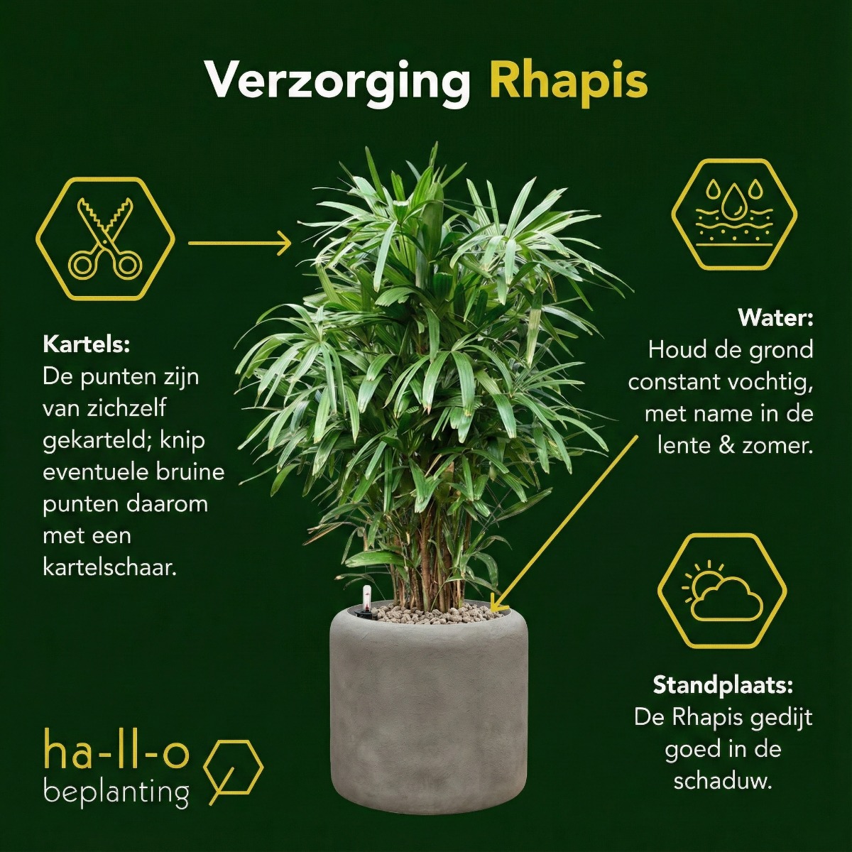 Rhapis verzorging Rhapis verzorging
