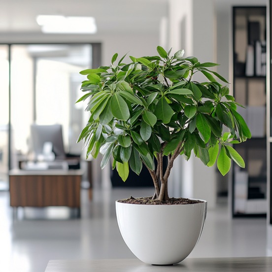 Schefflera in witte bloempot. Schefflera in witte bloempot.