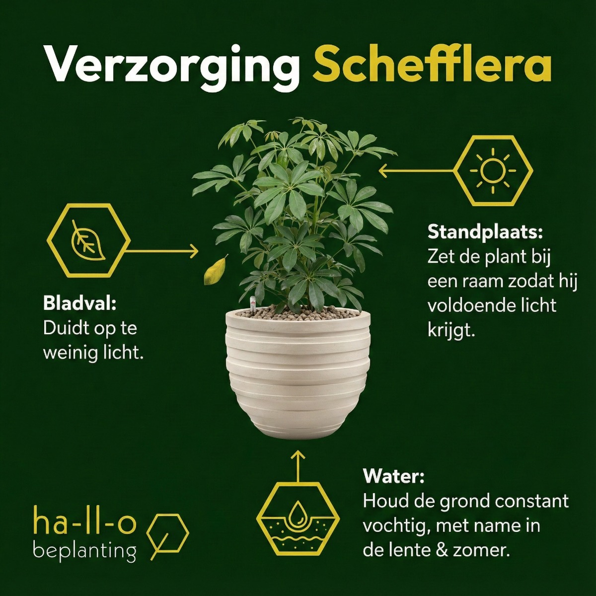 Schefflera verzorging