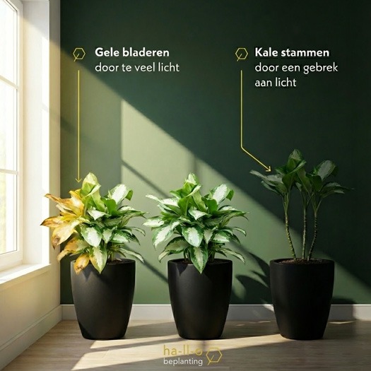 aglaonema te veel of te weinig licht aglaonema te veel of te weinig licht
