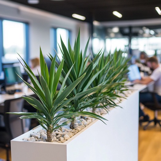 Een Yucca met de juiste pot verzorg je nog makkelijker