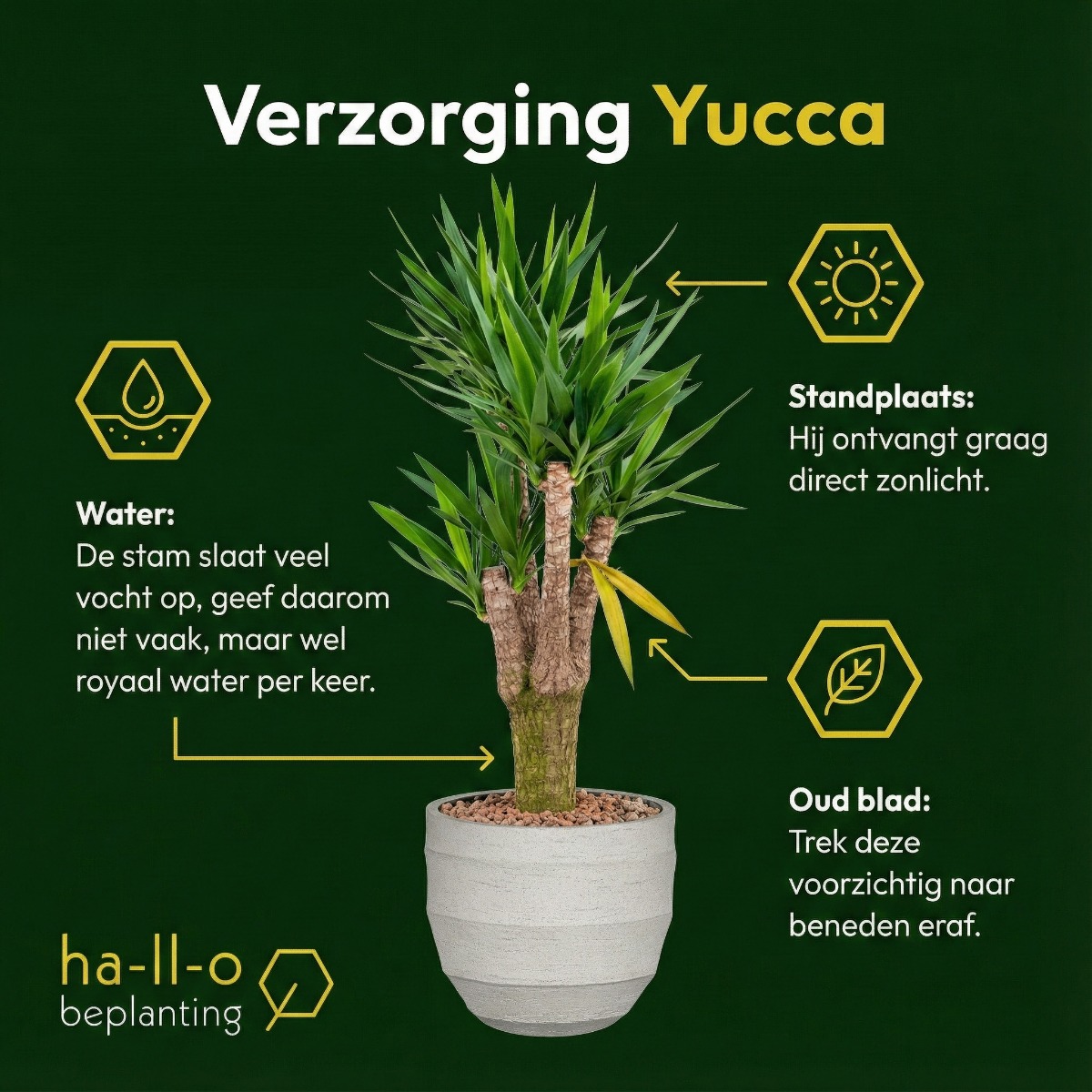 yucca verzorging yucca verzorging